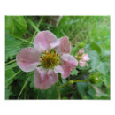 Search for wild strawberry posters Floral