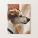 Search for jack russell terrier puzzles Animals
