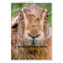 Recherche de nez de lapin Humour