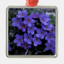 Search for refuges ornaments North america
