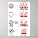 Recherche de reproducteur posters Anatomie féminine