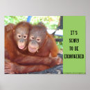 Recherche de orang outan posters Animal