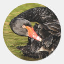 Search for black swan bird stickers Wildlife