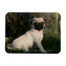 Recherche de chiot de carlin magnets Balais