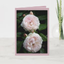 Recherche de rosier vœux cartes Fleurs