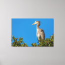 Search for heron canvas prints Blue