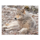 Recherche de loups photographie Gris