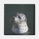 Recherche de otarie magnets Animal