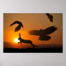Recherche de harriers posters Rapaces
