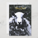 Recherche de sheep invitations Rural