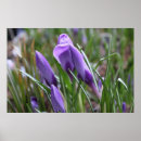 Recherche de safran posters Crocus