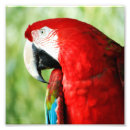 Search for scarlet macaws art Wildlife