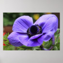Recherche de anémone posters Rose