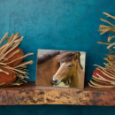 Recherche de cheval islandais plaques Superstock