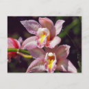 Recherche de macro photo cartes postales Beauté