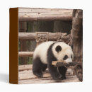 Search for panda bear binders Animals