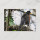 Recherche de merle photographie Merles