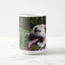 Recherche de perro tasses Berger