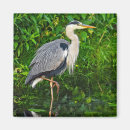 Search for blue heron magnets Ardea herodias