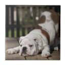Recherche de bouledogue français carreaux Animaux domestiques