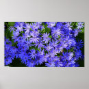 Search for osteospermum posters Floral