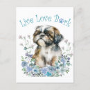 Search for shih tzu lover postcards Cute