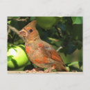 Recherche de juvenile postcards Faune