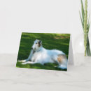 Recherche de photo de loup cartes postales Chien