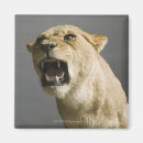 Search for aggression magnets Animal