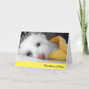 Recherche de bichons vœux cartes Pour tous