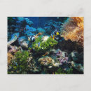 Search for coral reef life postcards Aquatic