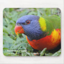Search for rainbow lorikeet electronics Wildlife