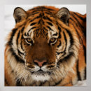 Recherche de yeux de tigre posters Mammifère