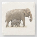Search for elephant coasters Cute