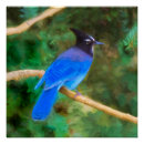 Search for jay art Steller's