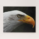 Recherche de aigle noir puzzles Oiseau