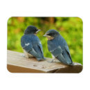 Recherche de hirondelles magnets Avale