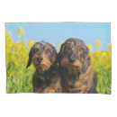 Search for dachshunds pillowcases Funny