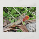 Search for lizard cards invites Cool