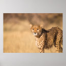 Search for leopard portrait posters Vintage