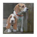 Recherche de basset hound carreaux Chiot
