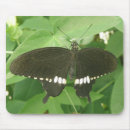 Search for common as a mousepads Butterfly