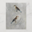 Search for aviary postcards Animals