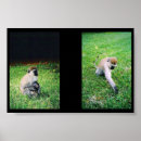 Recherche de singe de bébé posters Singes