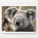 Search for koala computer accessories Bear