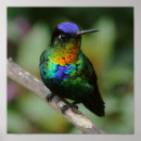 Recherche de colibri posters Photographie