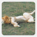 Search for male lion stickers Kenya