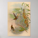 Search for black and white antique bird posters Illustration