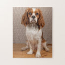 Search for cute cavalier king charles spaniel puzzles Animal