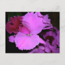 Search for for grad postcards Floral
